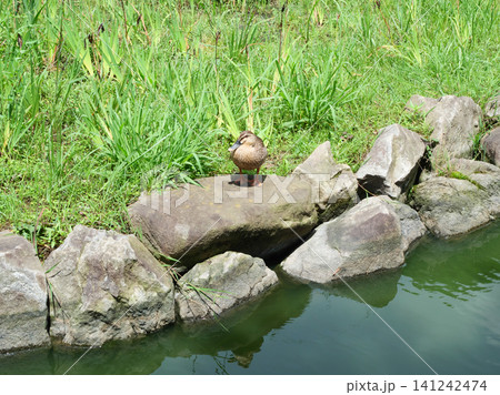 花菖蒲園にいるカルガモ|横十間川親水公園 花菖蒲園にいるカルガモ|横十間川親水公園 141242474
