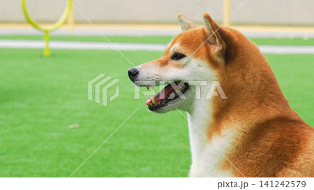Side view profile of a Shiba Inu dog smiling with open mouth in a dog park Side view profile of a Shiba Inu dog smiling with open mouth in a dog park 141242579