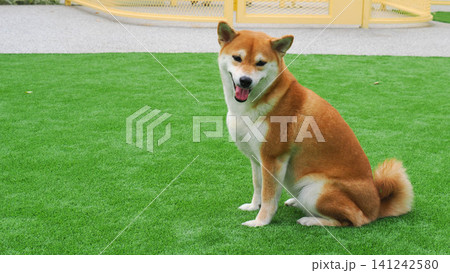 Full body portrait of a cute red Shiba Inu dog smiling with tongue out on green lawn 141242580