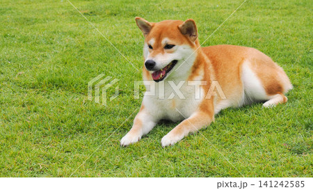 Happy red Shiba Inu canine resting on the green lawn in a dog park, high angle view 141242585