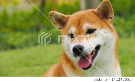 Close-up headshot of a happy Shiba Inu dog smiling with tongue out in a green park 141242586