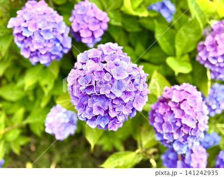 梅雨の晴れ間に咲く紫陽花 梅雨の晴れ間に咲く紫陽花 141242935