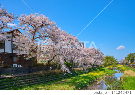 東京都調布市佐須町3丁目と佐須町4丁目の野川に架かる大橋から西側の桜を見る 東京都調布市佐須町3丁目と佐須町4丁目の野川に架かる大橋から西側の桜を見る 141243471