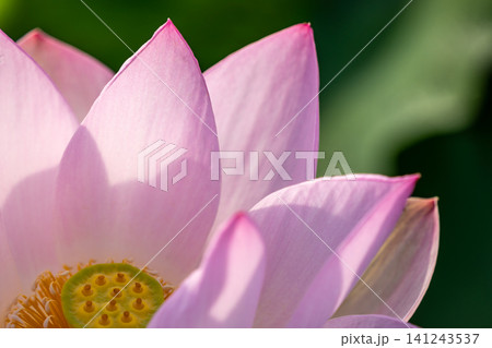 蓮の花の美しいクローズアップ 蓮の花の美しいクローズアップ 141243537