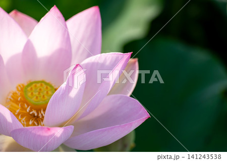 蓮の花の美しいクローズアップ 蓮の花の美しいクローズアップ 141243538