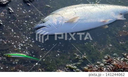 北海道で釣れたサクラマスの釣果写真 北海道で釣れたサクラマスの釣果写真 141244062
