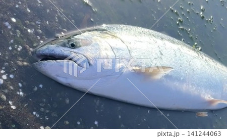 北海道で釣れたサクラマスの釣果写真 北海道で釣れたサクラマスの釣果写真 141244063