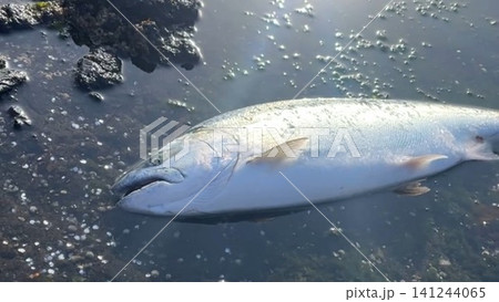 北海道で釣れたサクラマスの釣果写真 北海道で釣れたサクラマスの釣果写真 141244065