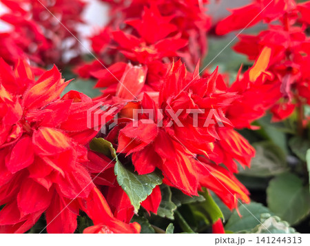 Vibrant red salvia splendens flowers blooming in summer garden closeup Vibrant red salvia splendens flowers blooming in summer garden closeup 141244313