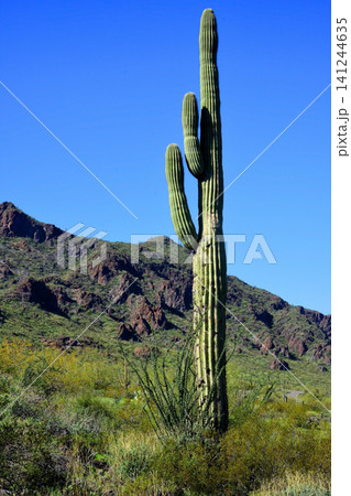 Old Saguaro Cactus Sonora desert Arizona Old Saguaro Cactus Sonora desert Arizona 141244635
