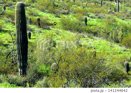 Old Saguaro Cactus Sonora desert Arizona Old Saguaro Cactus Sonora desert Arizona 141244642
