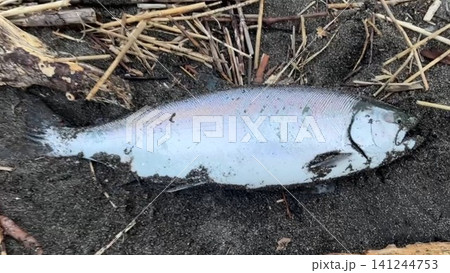 北海道で釣れたサクラマスの釣果写真 北海道で釣れたサクラマスの釣果写真 141244753