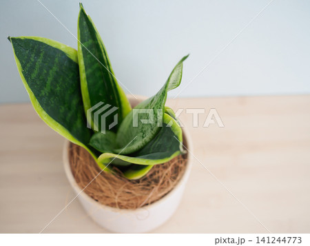 鉢植えのサンスベリア 鉢植えのサンスベリア 141244773
