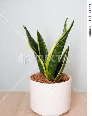 鉢植えのサンスベリア 鉢植えのサンスベリア 141244774