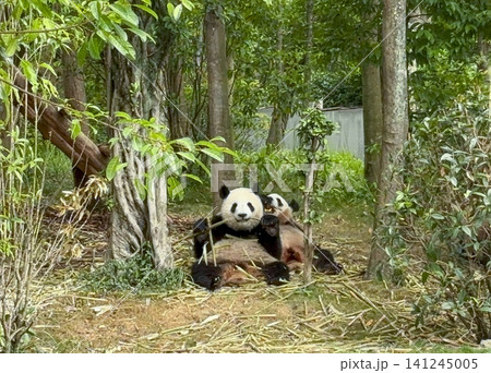 両手で筍を持って食べるパンダ 両手で筍を持って食べるパンダ 141245005