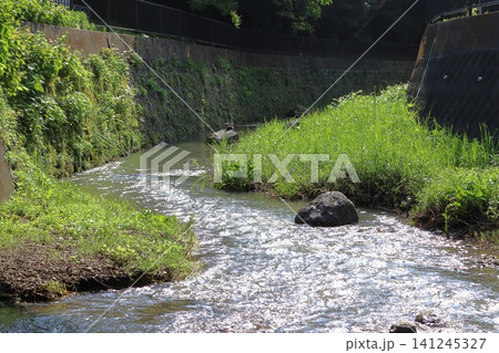 前田川遊歩道にて(神奈川県横須賀市) 前田川遊歩道にて(神奈川県横須賀市) 141245327