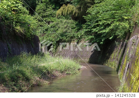 前田川遊歩道にて(神奈川県横須賀市) 前田川遊歩道にて(神奈川県横須賀市) 141245328