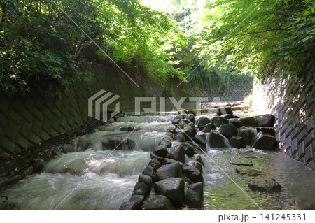 前田川遊歩道にて(神奈川県横須賀市) 前田川遊歩道にて(神奈川県横須賀市) 141245331