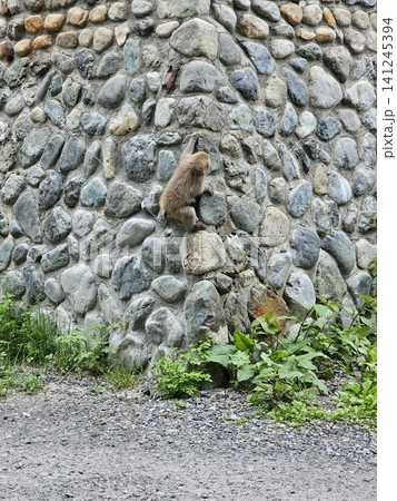 石垣を登る猿 石垣を登る猿 141245394