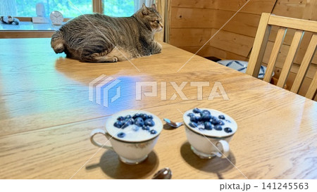 甘酒ヨーグルトにブルーベリーと猫 甘酒ヨーグルトにブルーベリーと猫 141245563
