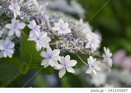 青い芯を囲む白い星形の装飾花 青い芯を囲む白い星形の装飾花 141245697