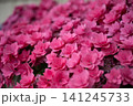 画面を埋め尽くす鮮烈なピンク 141245733