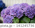 涼やかな光に沈む菫色の手まり花 141245736