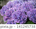 菫色のあじさいがつくる花の壁 141245738