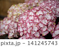 紅を差した覆輪のあじさい 141245743