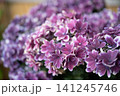 深紅の覆輪が織りなす濃密な花房 141245746