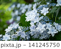 深緑に灯る白い花と青いつぼみ 141245750