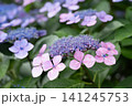 菫色の芯を抱くピンクの装飾花 141245753