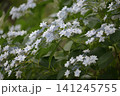 緑を漂う白い額あじさいの群れ 141245755