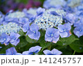 クリーム色の芯を囲む菫色の装飾花 141245757