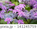 青い花序に舞うピンクの星 141245759