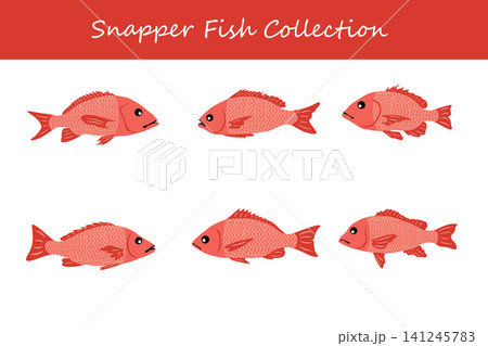 snapper fish collection. snapper fish in different poses snapper fish collection. snapper fish in different poses 141245783