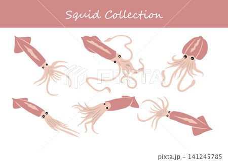 squid collection. squid in different poses squid collection. squid in different poses 141245785