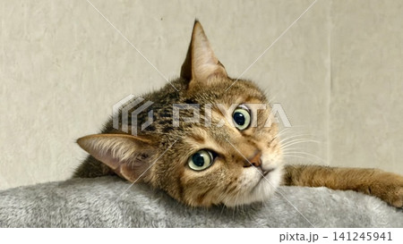 キャットタワーでくつろぐキジトラ猫 キャットタワーでくつろぐキジトラ猫 141245941