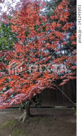 由志園 竹林に映える鮮やかな紅葉の景色 由志園 竹林に映える鮮やかな紅葉の景色 141245951