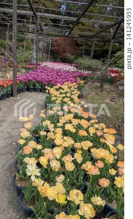 由志園 色鮮やかなチューリップが咲き誇る春の庭園風景 由志園 色鮮やかなチューリップが咲き誇る春の庭園風景 141245955