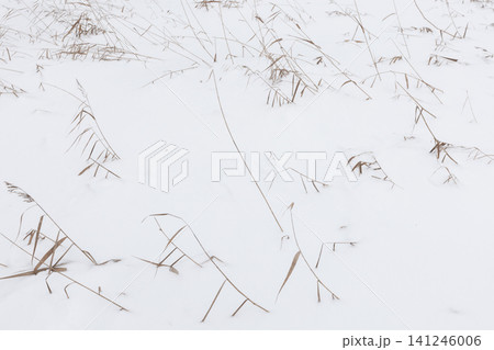 A minimalist winter landscape showing dried grass 141246006