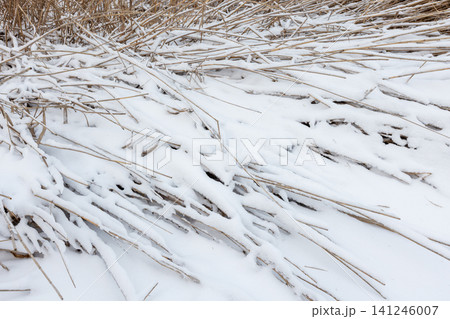 A close-up winter landscape of dry reeds and grasses A close-up winter landscape of dry reeds and grasses 141246007
