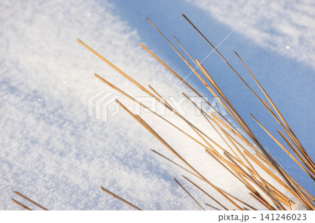 Dry reed stems create elegant shadows on a snowdrift Dry reed stems create elegant shadows on a snowdrift 141246023
