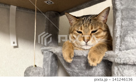 キャットタワーでくつろぐキジトラ猫 キャットタワーでくつろぐキジトラ猫 141246136