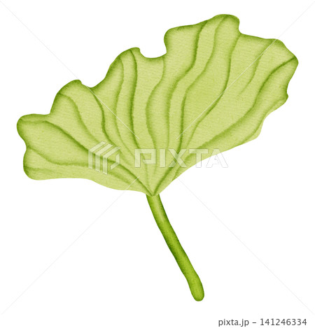 Hand drawn watercolor green lotus leaf isolated on white background. Round botanical lily pad illustration for nature designs, spa and wellness concepts. Hand drawn watercolor green lotus leaf isolated on white background. Round botanical lily pad illustration for nature designs, spa and wellness concepts. 141246334
