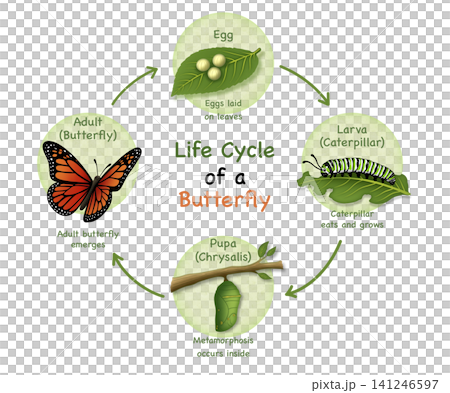Educational entomology diagram illustrating monarch butterfly life cycle stage. Visualizing complete metamorphosis process including egg on leaf, larva caterpillar, pupa chrysalis, and adult Educational entomology diagram illustrating monarch butterfly life cycle stage. Visualizing complete metamorphosis process including egg on leaf, larva caterpillar, pupa chrysalis, and adult 141246597