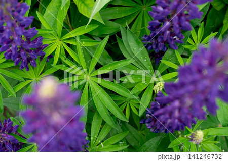 A Vibrant Display of Purple Lupine Flowers Surrounded by Lush Green Leaves in a Natural Setting Emphasizing the Beauty of Flora and Nature's Palette A Vibrant Display of Purple Lupine Flowers Surrounded by Lush Green Leaves in a Natural Setting Emphasizing the Beauty of Flora and Nature's Palette 141246732