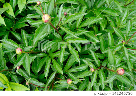 A Close-Up Look at Lush Green Leaves Surrounded by Developing Flower Buds, Showcasing the Intricacies of Nature's Growth and Beauty A Close-Up Look at Lush Green Leaves Surrounded by Developing Flower Buds, Showcasing the Intricacies of Nature's Growth and Beauty 141246750