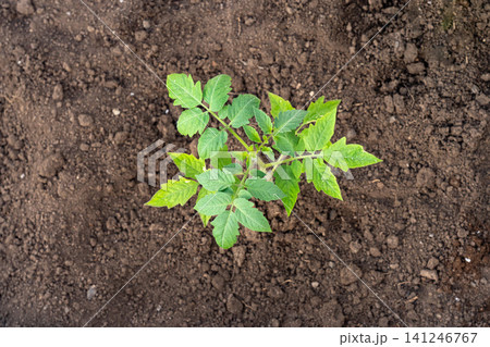 Freshly Planted Tomato Seedling Thriving in Rich Dark Soil, Representing Nature's Growth and the Start of a New Gardening Journey Freshly Planted Tomato Seedling Thriving in Rich Dark Soil, Representing Nature's Growth and the Start of a New Gardening Journey 141246767