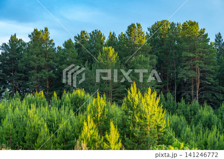 Lush Evergreen Forests Under a Clear Sky, Showcasing the Diversity and Richness of Nature with Tall Trees and Vibrant Green Foliage Lush Evergreen Forests Under a Clear Sky, Showcasing the Diversity and Richness of Nature with Tall Trees and Vibrant Green Foliage 141246772